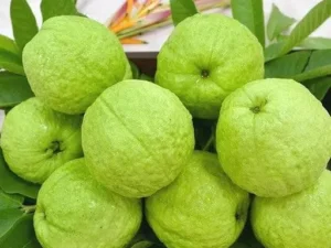 L49 Guava