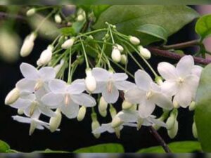 water jasmine pot  plant