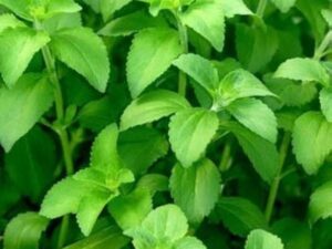 sini / sweet thulasi