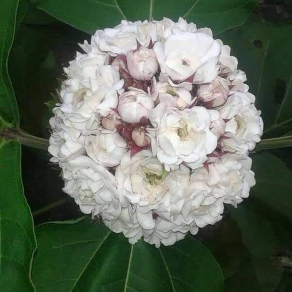 mysore malli plant