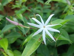 Star jasmine plant