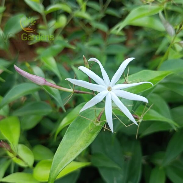 Star jasmine plant