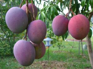 kasthuri mango