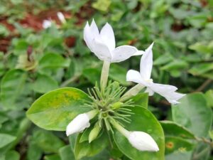 white kakatan malli