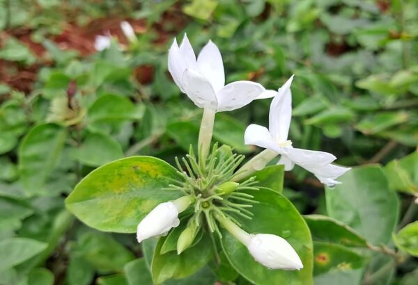white kakatan malli