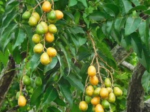 Sweet ambazham