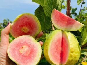 Red diamond guava plant
