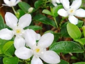 Srilankan jasmine