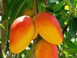 RED DRAGON MANGO ( 5 - 7 feet )