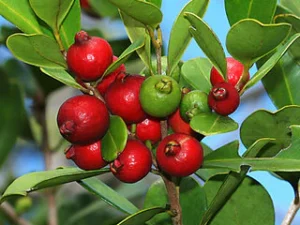 strawberry guava red
