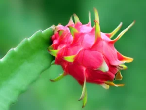 Dragon fruit