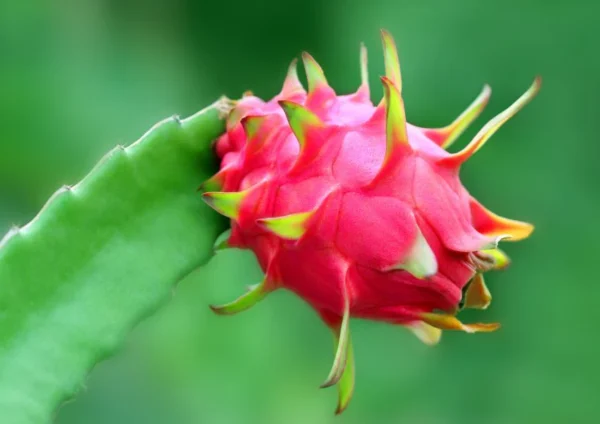 Dragon fruit