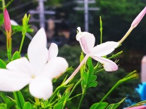 Jathimalli pink