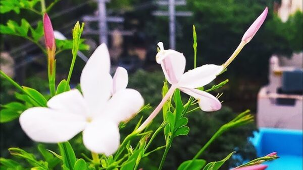 Jathimalli pink