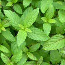 pepper mint