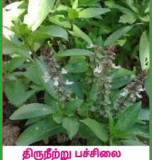 Thiruneetru pachilai