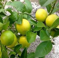 market lemon ( 2 - 3 feet )