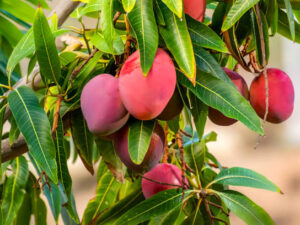 Miyazaki Mango