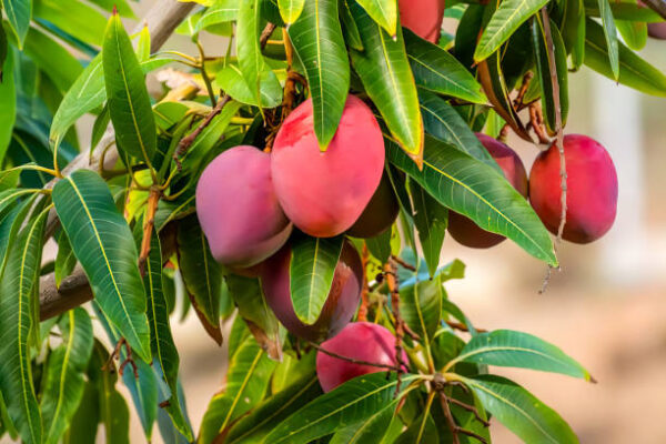Miyazaki Mango