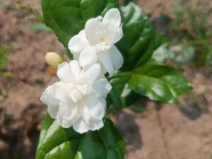 3 layer jasmine