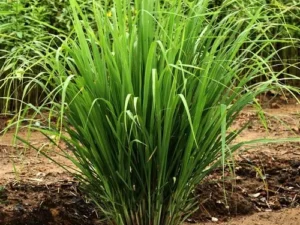 Lemon grass