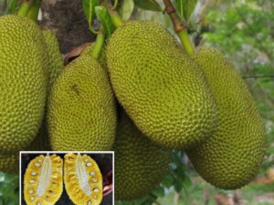 J33 jack fruit