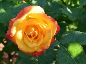 pinato rose
