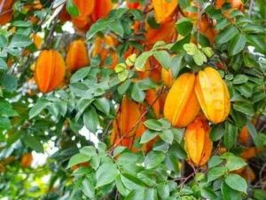 sweet star fruit ( 2-3 feet )