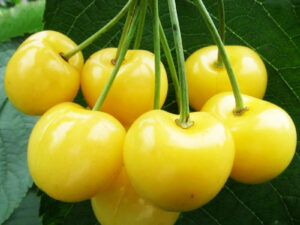 Golden sweet cherry