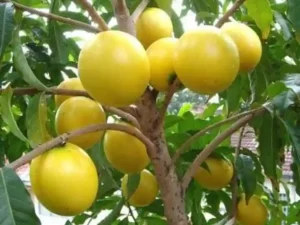 Abiu Fruit