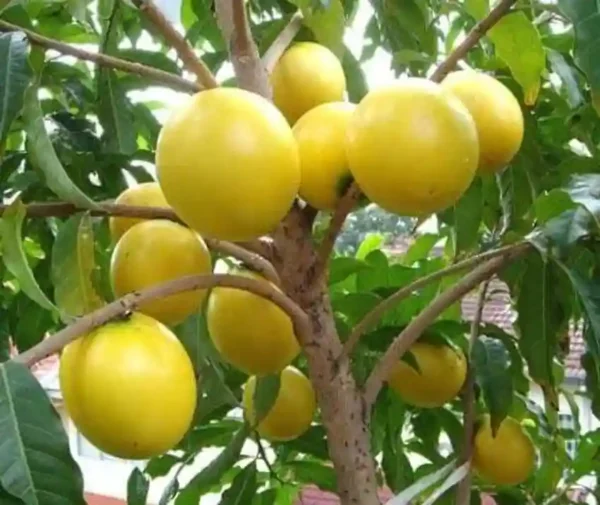 Abiu Fruit