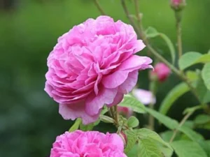 panner button rose