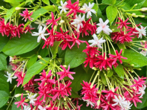 Rangoon creeper double petel plant