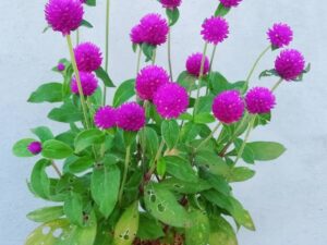 vaadamalli violet
