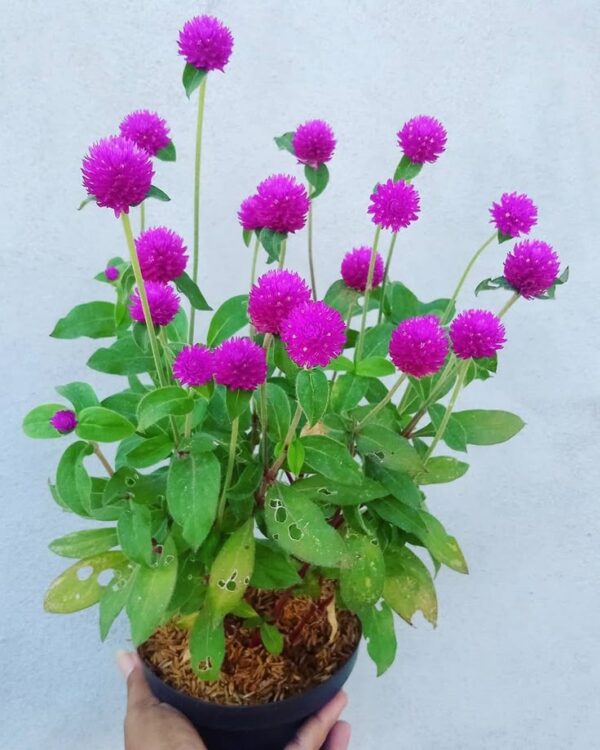 vaadamalli violet