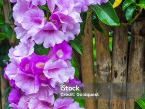 Garlic wine creeper plant