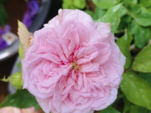 Doctor rose pot plant