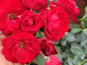 redpino rose 8inc pot