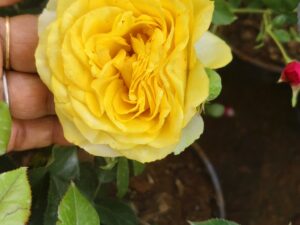 yellow strip rose POT