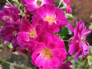 midnight blue rose 8inc pot