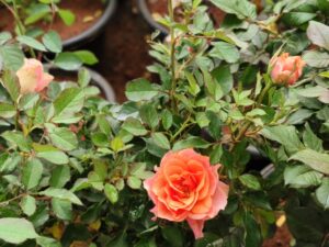apricot rose plant 5 KG COVER