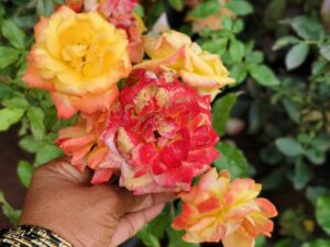 love and piece rose 8inc pot