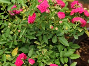 pink button rose 8inc pot