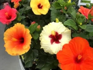 HIBISCUS COMBO OFFER