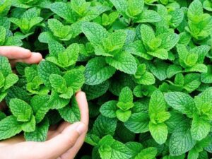 Naatu pudhina / mint plant
