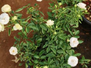 summer snow white rose 8inc pot plants