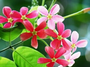 Rangoon creeper single petel plant