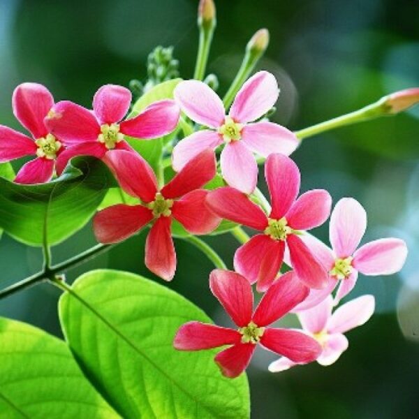 Rangoon creeper single petel plant