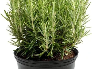 rosemary mother plant