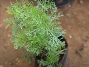 marikolunthu/ thavanam mother plant